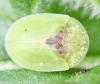 Cassida sp.
